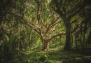 世界上14%的樹種還沒被發現？利用統計量估計地球樹木的物種多樣性