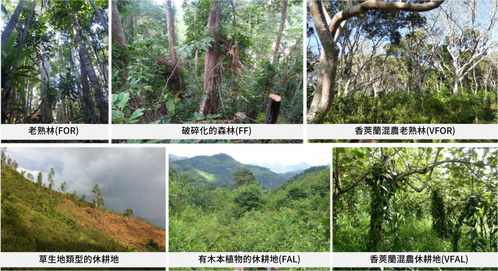 經濟與生態只能選一個?兩個我都要!馬達加斯加混農林業的香莢蘭 - CASE 報科學