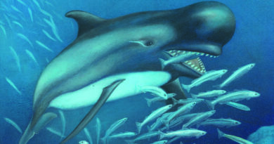 吃魚還是吃鯨魚？揭開虎鯨與偽虎鯨捕食行為的演化謎題