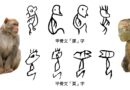 獼猴與黑熊：甲骨文的「夒」、「猱」與「能」