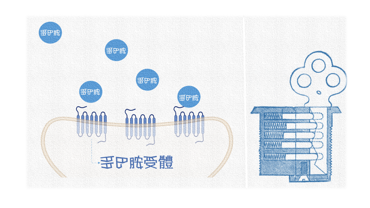 多變多巴胺——第四部：綁定的受體D1～D5 - CASE 報科學