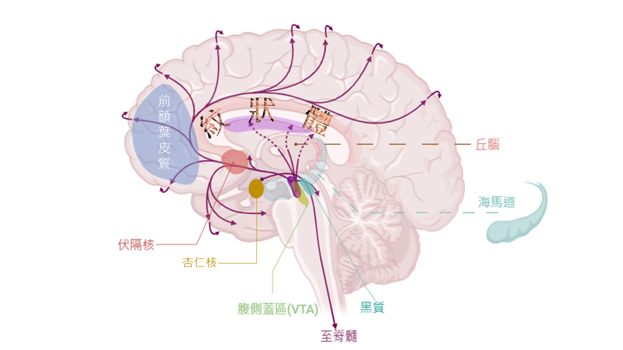多變多巴胺——第四部:綁定的受體D1~D5 - CASE 報科學