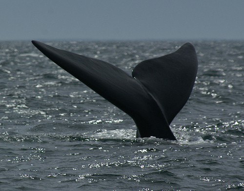 Whale tail