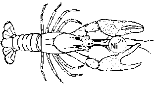 圖一:螯合物(取自http://wwwchem.uwimona.edu.jm/courses/chelate.html)