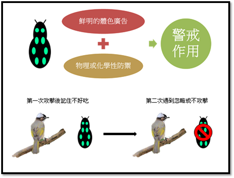 圖一 警戒作用的形成途徑。(本文作者江岱珈製)