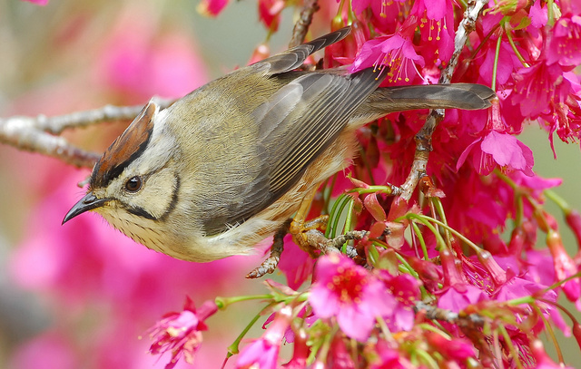 Taiwan_Yuhina