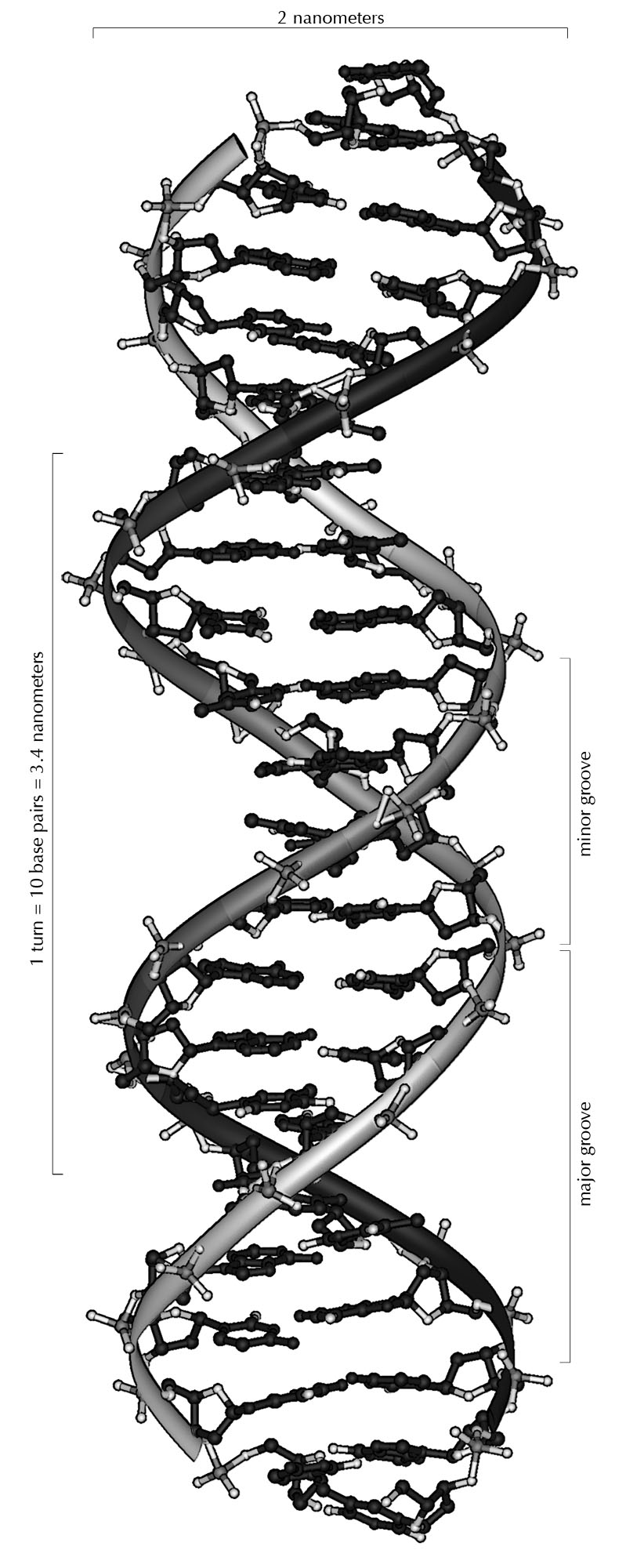 DNA