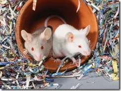 有人有足夠時間或金錢來收集毒性數據，這些通常需要昂貴的動物試驗。