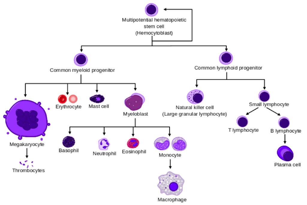 53372_p1