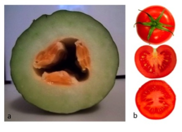 花的內心世界—心皮(Carpel)(下) | 科學Online