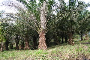 圖一 棕櫚樹 Oil palms (Elaeis guineensis) (圖片來源:http://en.wikipedia.org/wiki/Elaeis_guineensis)