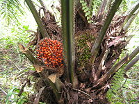 圖二 棕櫚果實 Oil palm fruit (圖片來源:http://en.wikipedia.org/wiki/Elaeis_guineensis)
