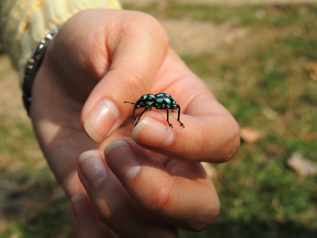 圖三 小圓斑球背象鼻蟲。（本文作者江岱珈攝）
