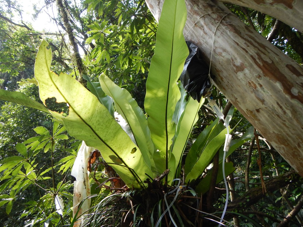 圖一、以點滴澆灌法對植物添加營養或水分以研究植物的生長限制因子（本文作者黃冠中攝）
